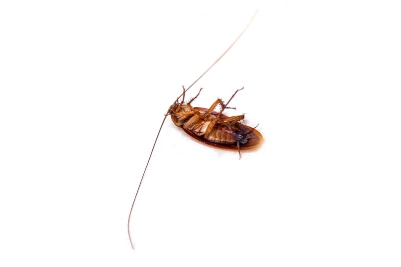 Cockroach Evidence